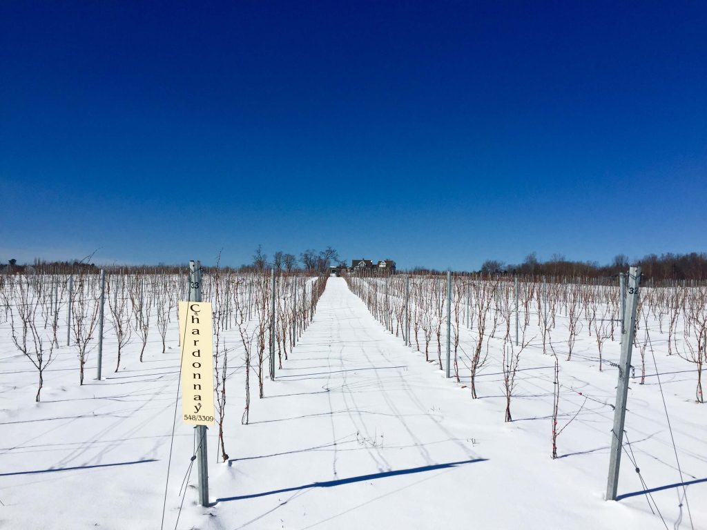 The Winter Vineyard
