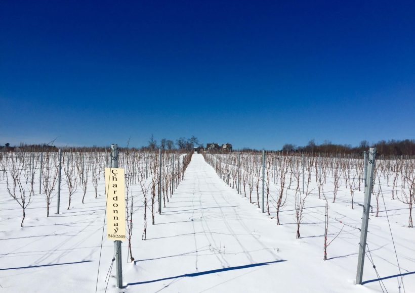 The Winter Vineyard