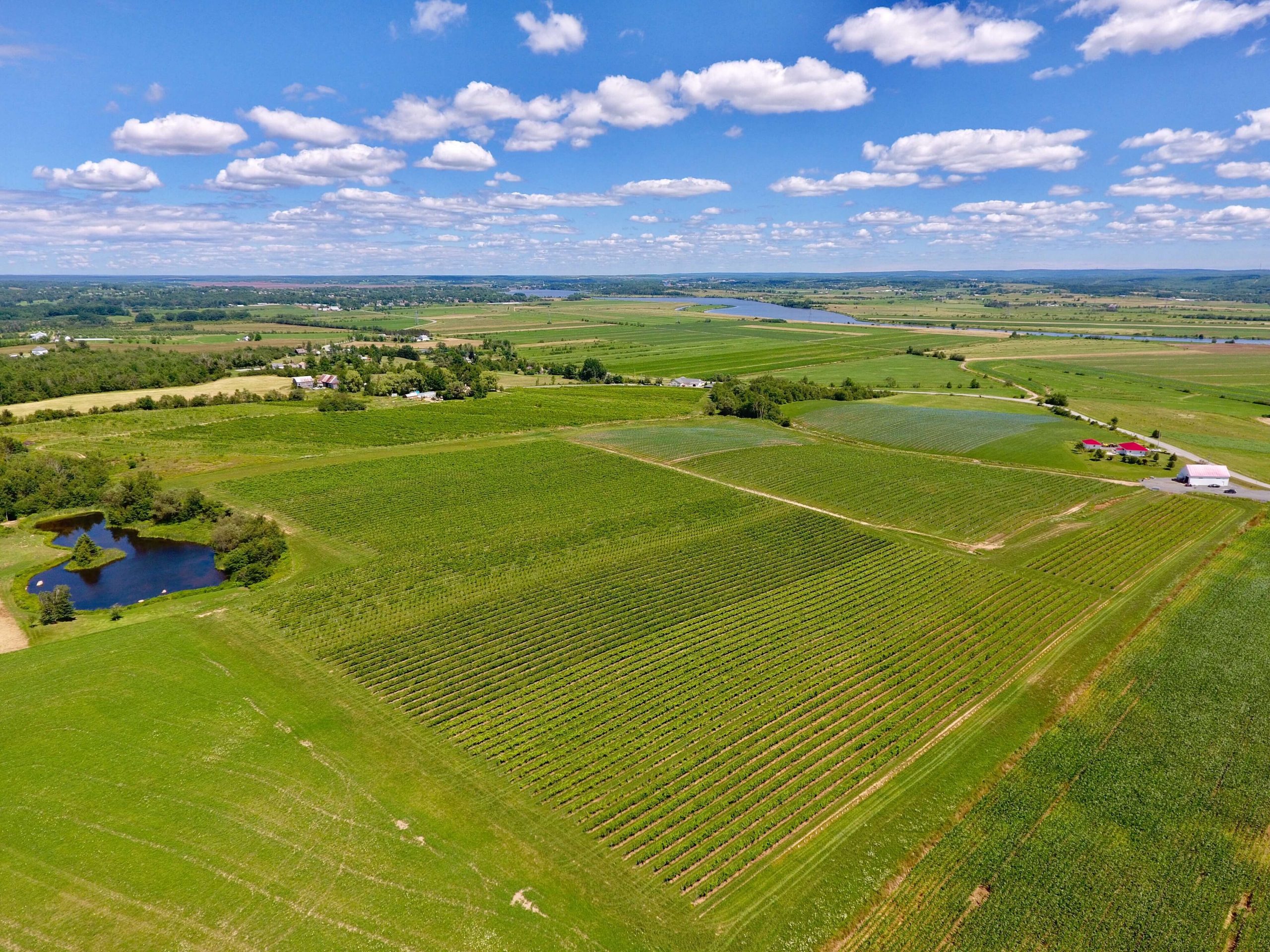 Aerial view of Johnston Vineyards