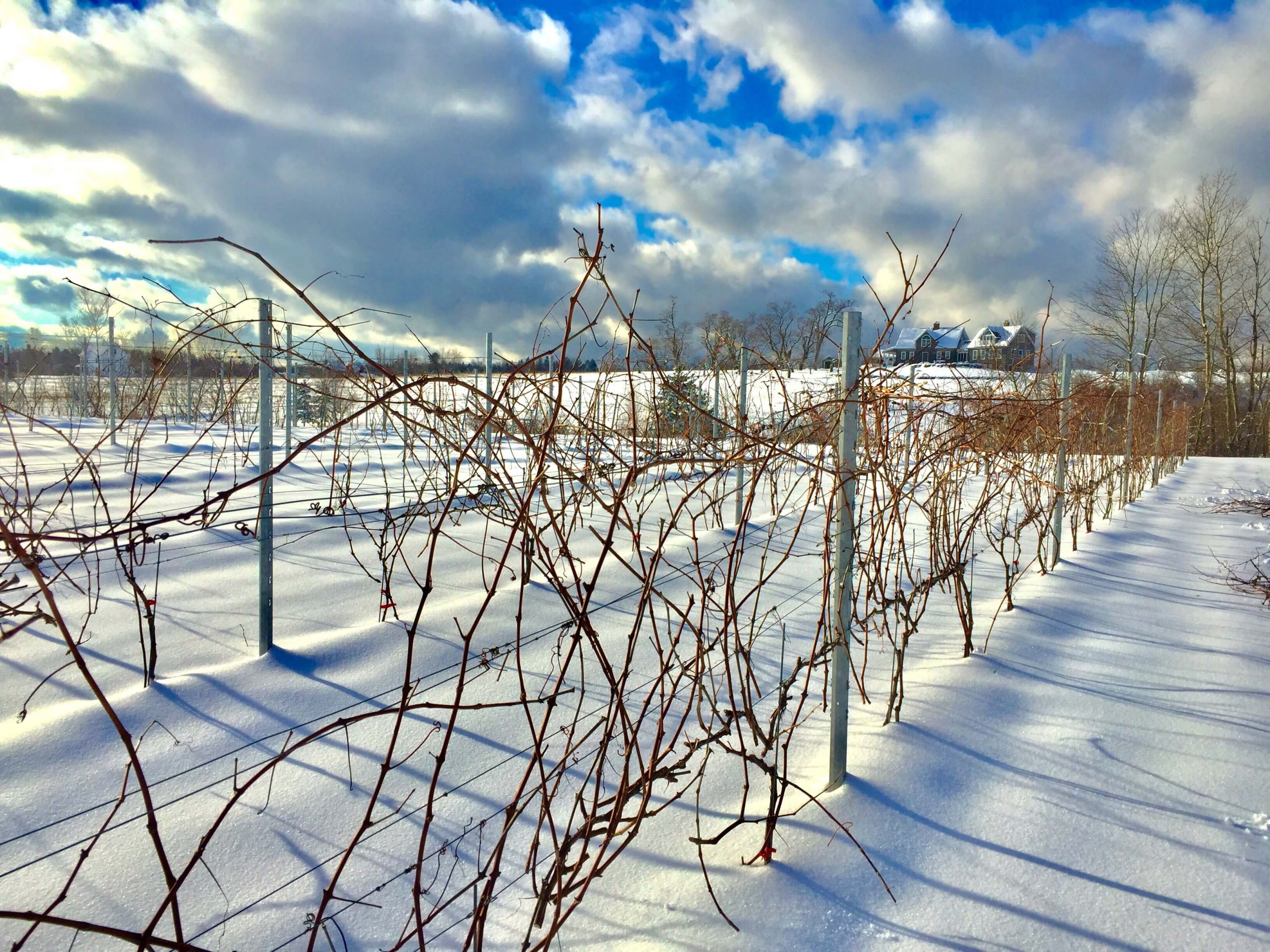 A beautiful winter day at Johnston Vineyards