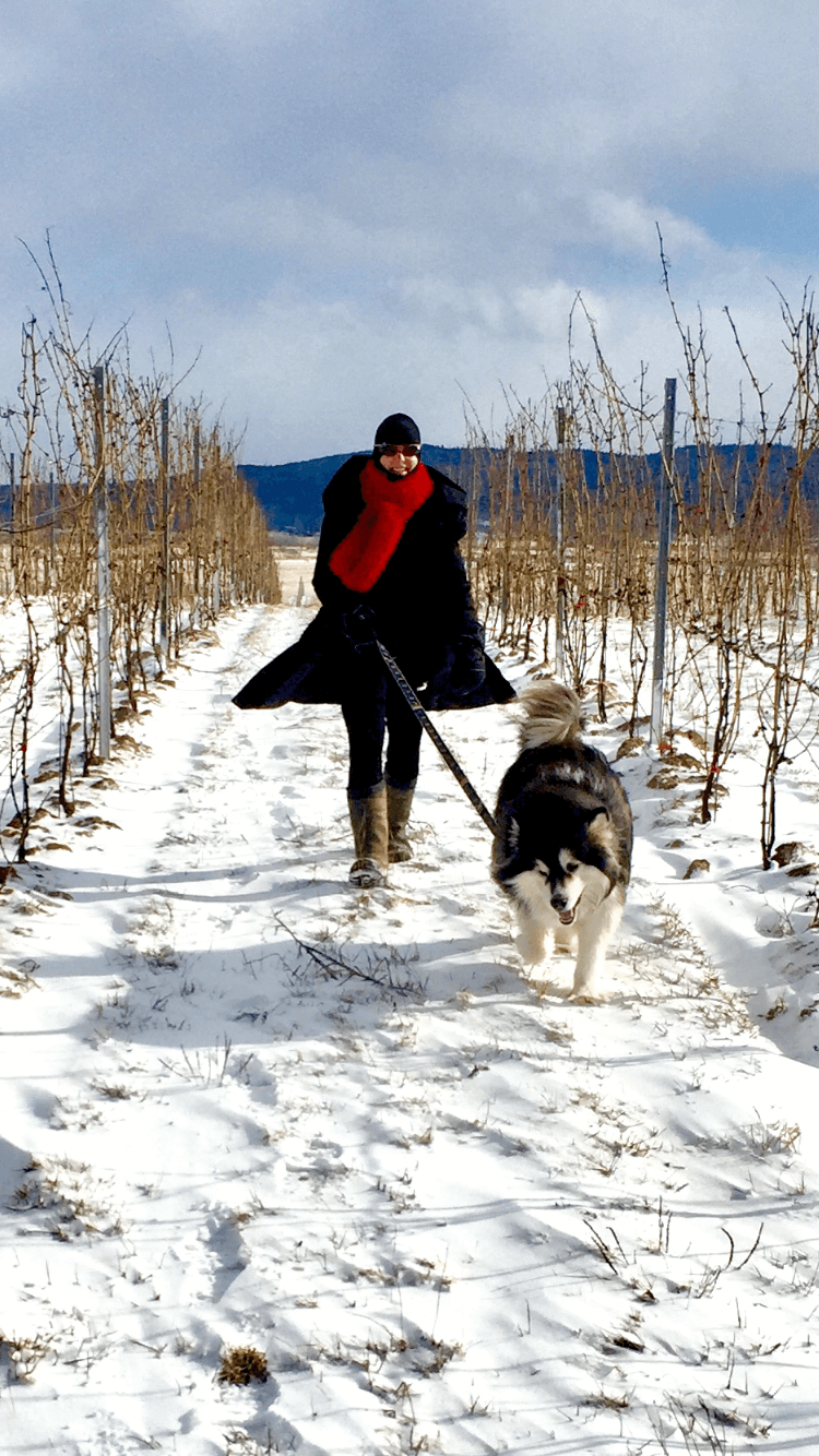 Fashion in the vineyard. No pre-pruning