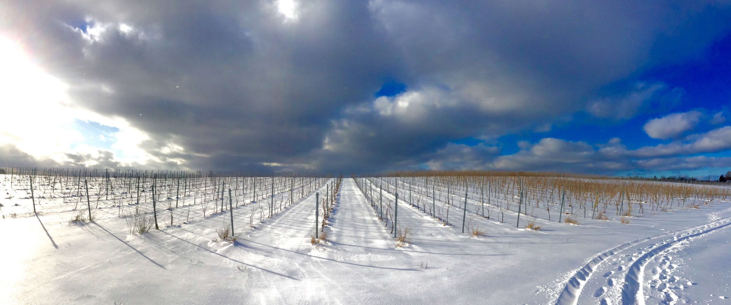 Last years Pinot Noir planting stretches the limits of survival in a Nova Scotia vineyard