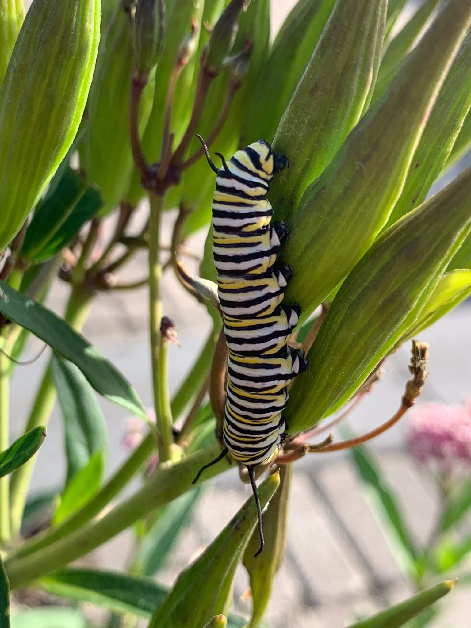 A rare sight these days, a monarch butterfly caterpillar in the vineyard