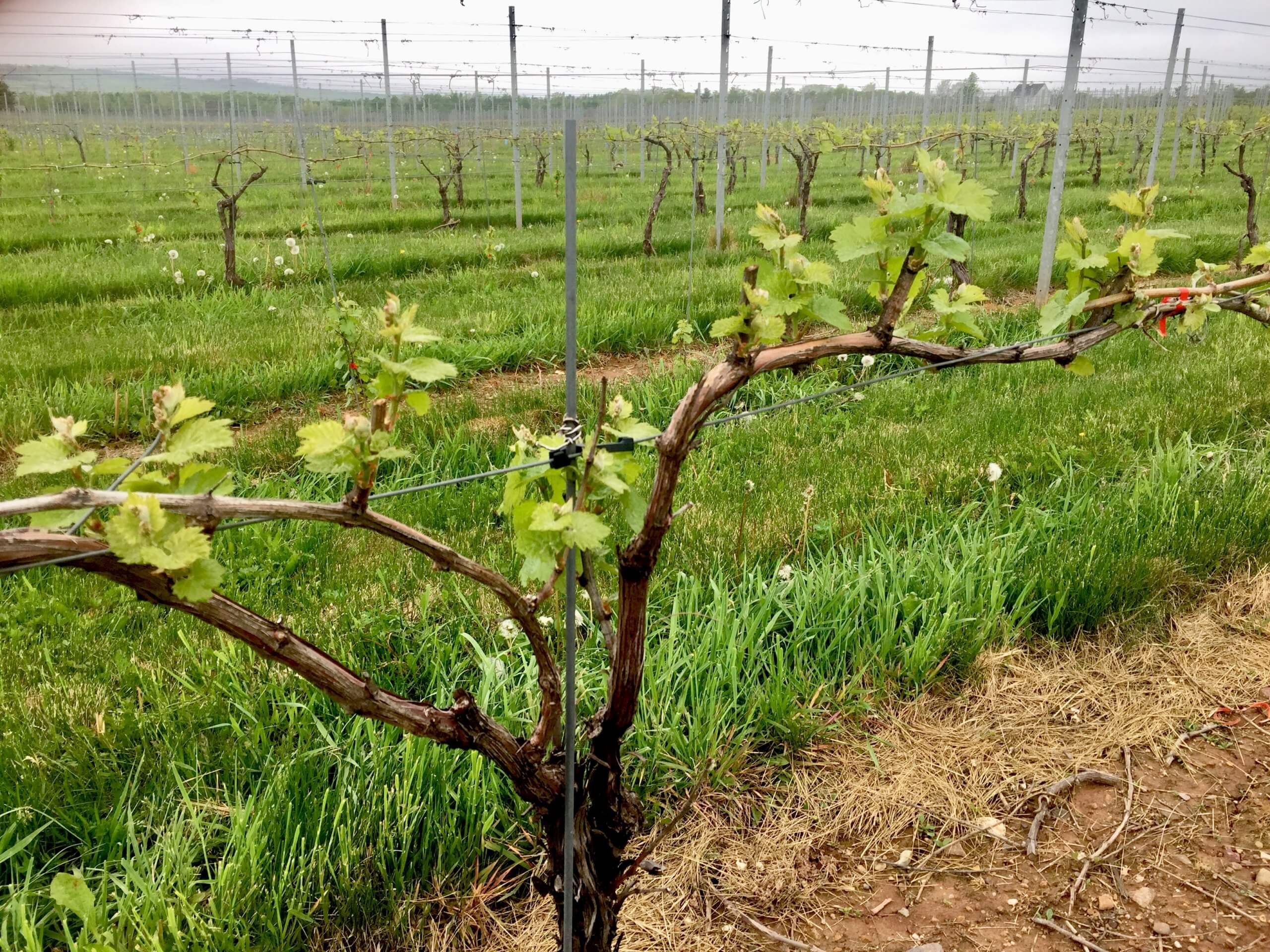 This is an alternate method of pruning called spur pruning. It can be used on vines that don't have shoots suitable for VSP