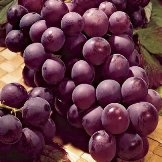 muscat grape