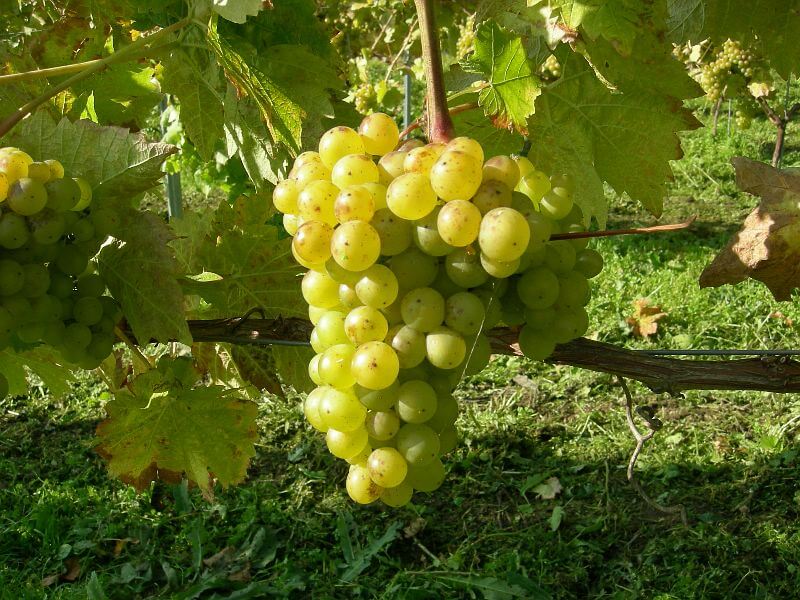 vidal grape