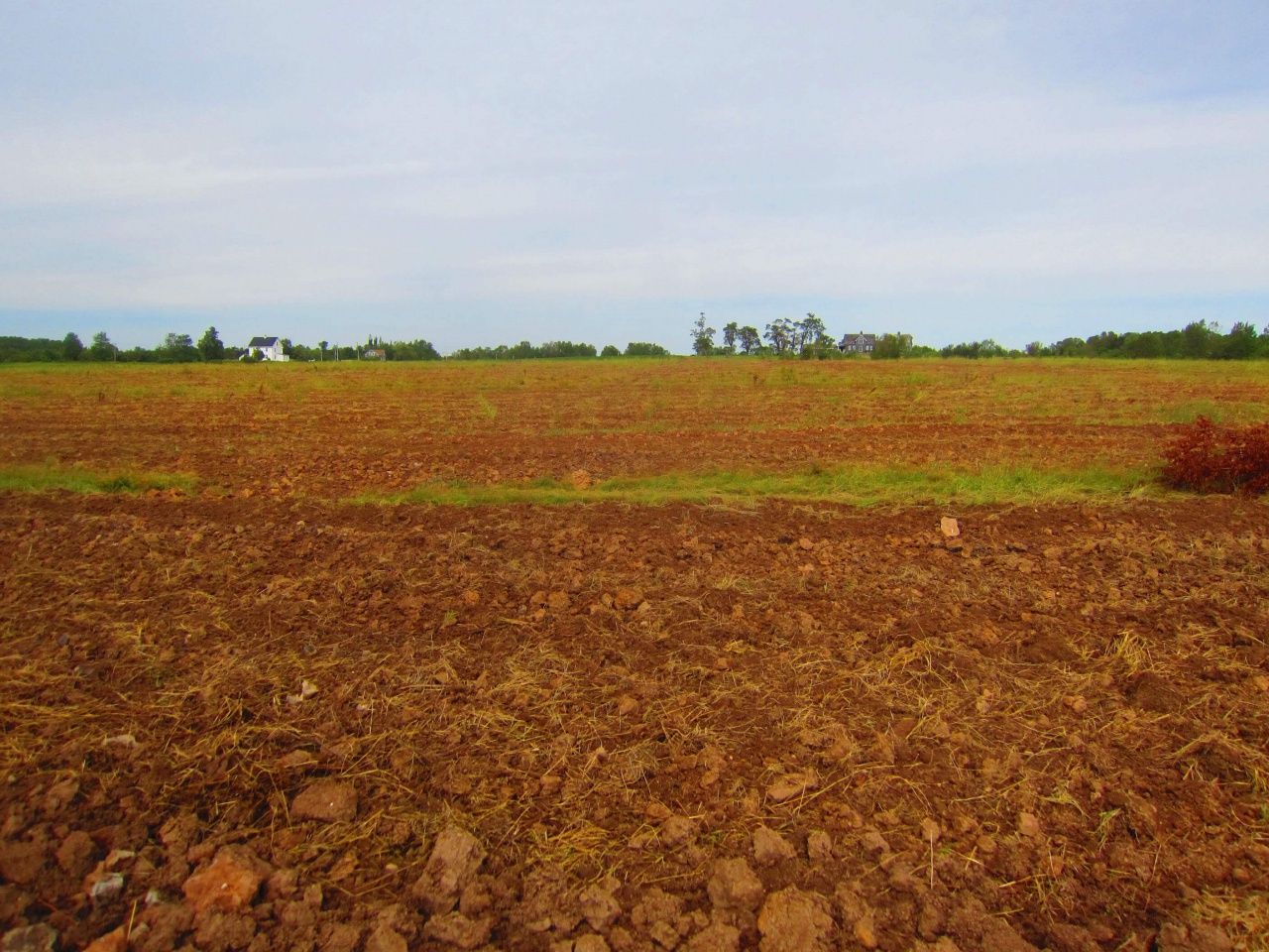 Brick-red-clay-soil-is-evident-at-Johnston-Vineyards..jpg