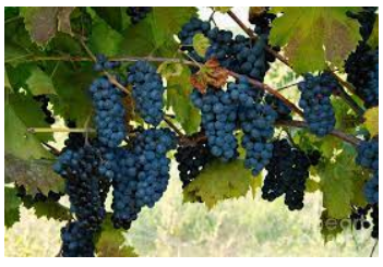 Petit Pearl is a new cold hardy, hybrid red grape developed in Minnesota by the grape breeder Tom Plocher and released in 2010